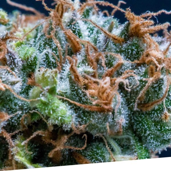 Silversurfer2 600x600 1