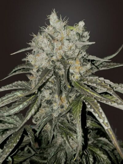 Double cookies fem final retoque scaled 1 e1680532696604