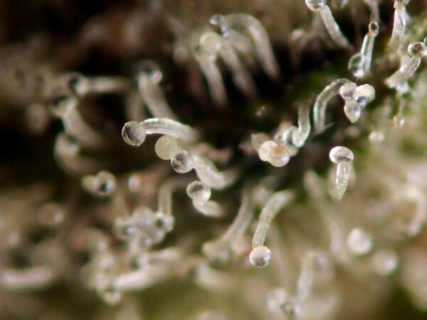 Dscn0119 badazz cookies og 2000 hoixbjlypll2swrv