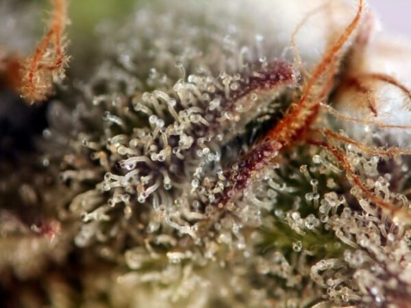 Dscn0163 badazz cookies og 2000 djpaamp2g62necch