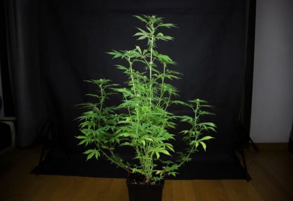 Img 0005 peyote la kush 2 d14 2000 gvkbhsq0if691owk