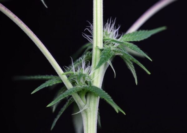 Img 0237 peyote la kush 2 d14 2000 vwwcpa3gjj9absrj