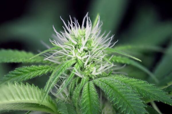 Img 0409 peyote la kush 2 d14 2000 0ozxvazgthq3xcr5