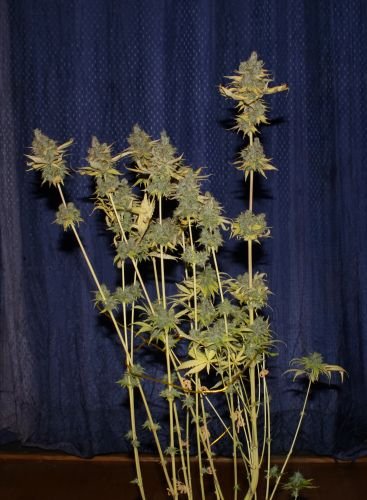 Img 0945 badazz cookies og 2000 ov3erlaytallvrr9