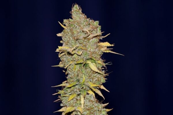 Img 0994 badazz cookies og 2000 wmub9j9jsjzjptij