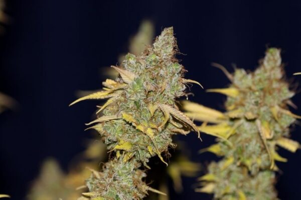 Img 1002 badazz cookies og 2000 c4uay5ot7qkjkwld