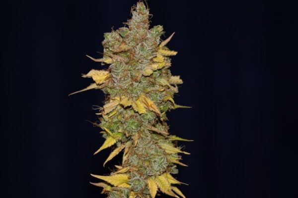 Img 1015 badazz cookies og 2000 zlhi4t5t44nhstha