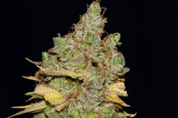 Img 1039 badazz cookies og 2000 x35salkmcd24ptfe