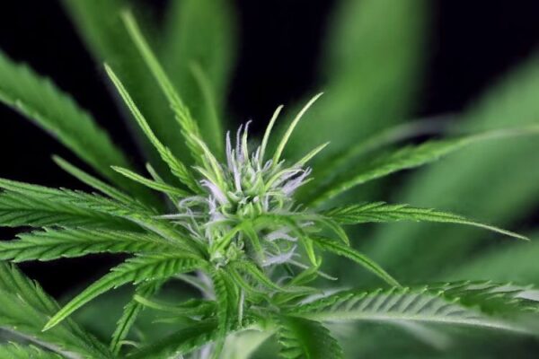 Img 9931 peyote la kush d 14 2000 uyi3xm64gxlvenha