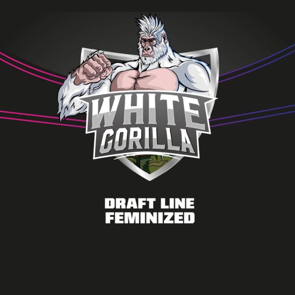 Logo 50 scaled 1