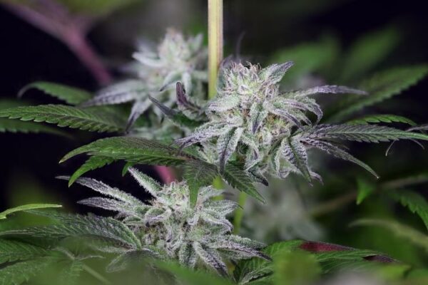 Peyote gorilla day 50 10 dx4gy0oktpqvu68w