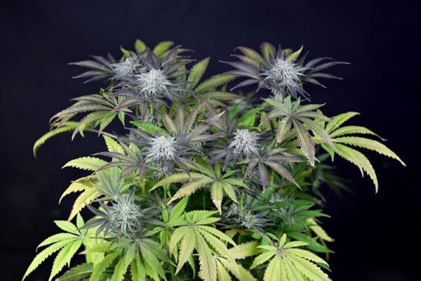 Peyote gorilla day 50 11 cgislzsonxvjcgjw