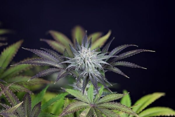 Peyote gorilla day 50 12 u0m1nakotaenxint