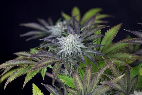 Peyote gorilla day 50 13 kahlvh2d9rqhruag