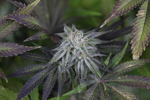 Peyote gorilla day 50 14 s1hvl319p0umt7ae