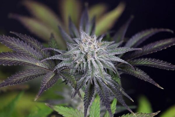 Peyote gorilla day 50 15 x2u4kgkxrus5xocs