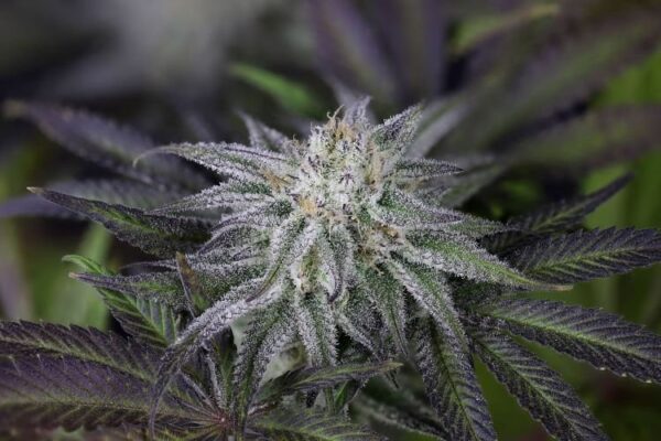 Peyote gorilla day 50 16 4zcbitiqy68k9hzx