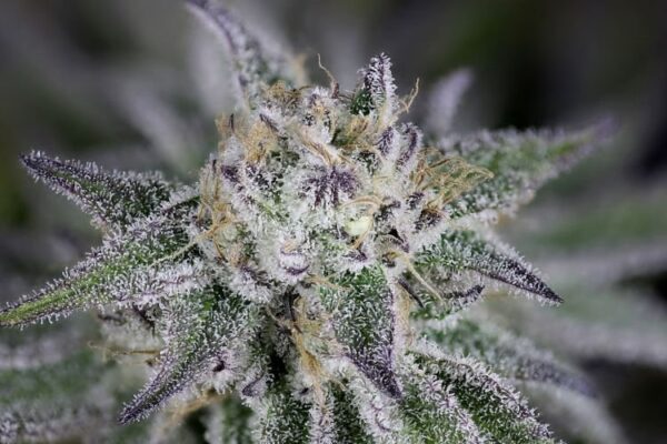 Peyote gorilla day 50 17 u6wh3zjyrndm5f98