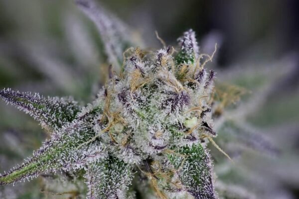 Peyote gorilla day 50 18 wddkr4fdes8fbwhl