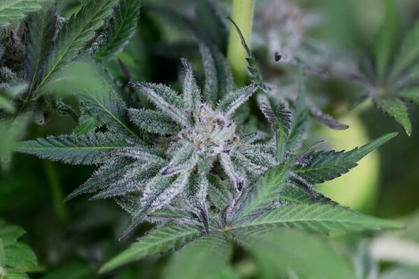 Peyote gorilla day 50 20 svxe08h1ply7moee