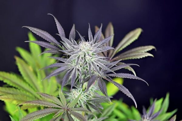 Peyote gorilla day 50 2 grkuaknfmjjymsve