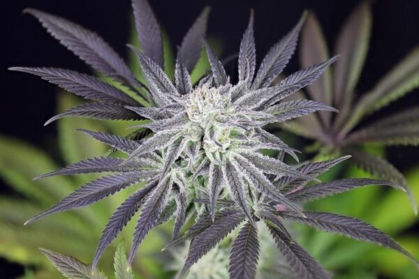 Peyote gorilla day 50 3 hqjoyispzw7zukkf