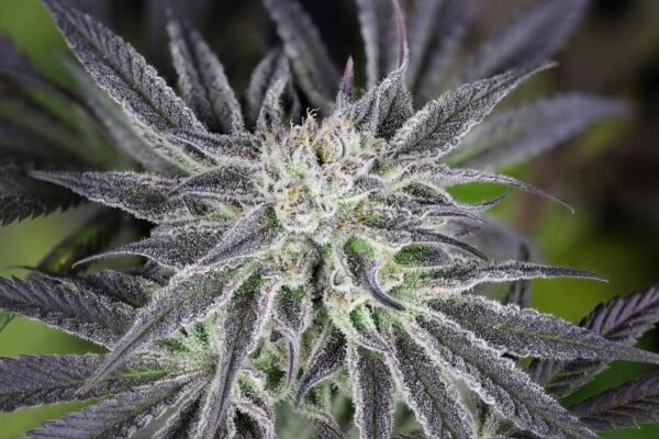 Peyote gorilla day 50 4 tgbea9jqfbq85ehz 1