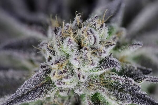 Peyote gorilla day 50 6 jw3e7bsxky3rqskx