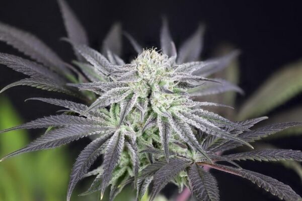 Peyote gorilla day 50 7 gswy2pn0e5zyy4sa