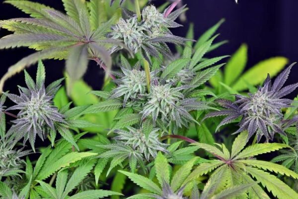 Peyote gorilla day 50 8 5ytjohtpdunln5d7