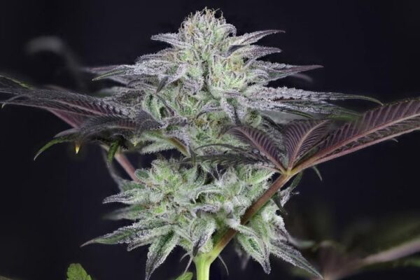 Peyote gorilla day 50 9 cudhwr6gudvdzjgz