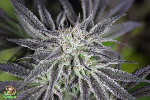Peyote gorilla day 50 uuexdw4wtjhvazrb
