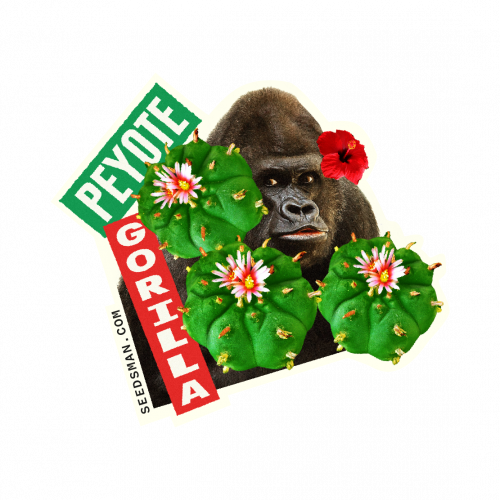 Peyote gorilla
