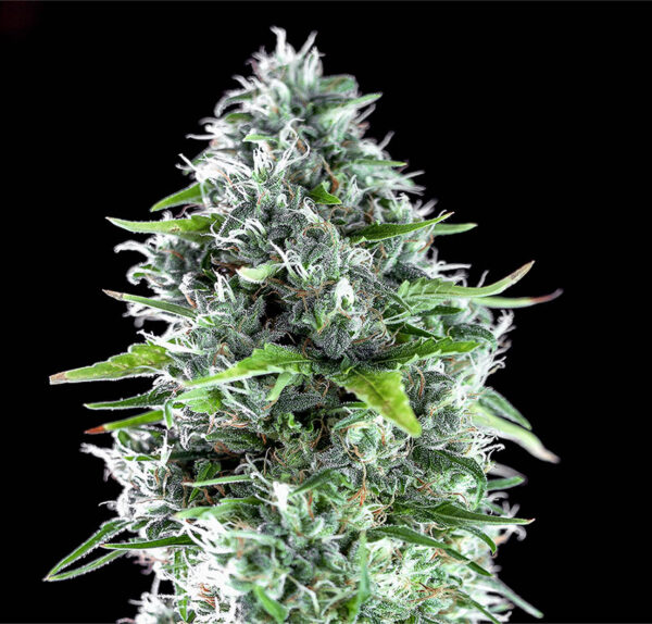 Kritikal bilbo x ak47 genehtik 3