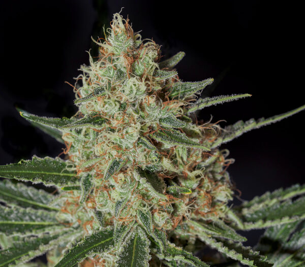 Txerri bilbo haze genehtik 3