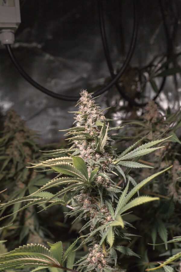 Chocolate spanish candy 2 min scaled 1