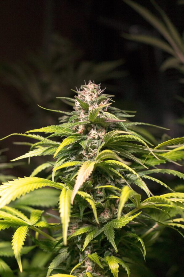 El chapo haze 1 min scaled 1