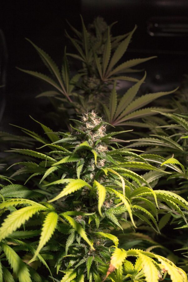 El chapo haze 2 min scaled 1